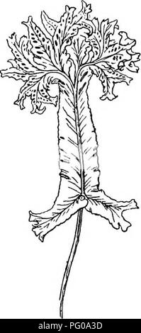 . Le livre de choix de fougères : pour le jardin, véranda, et cuisinière : décrire et donner des orientations culturelles explicites pour le meilleur et le plus frappant de fougères et selaginellas en culture. Illustrés par des plaques de couleur et de nombreuses gravures sur bois, préparés spécialement pour ce travail . Fougères ; Fougères. Gratuit^, 96. Scoiopendrium vuigare sagittato de frondes-cristatum (très réduites). S. Y. sagittatumâsag-it-ta'-tum (tête de flèche), AUchin. Une forme unique, à l'origine trouvé à Tiverton, frondes avec 1ft. de long, plus large au centre, et quelque peu ressemblant à une épée romaine en général. Ces frondes un Banque D'Images