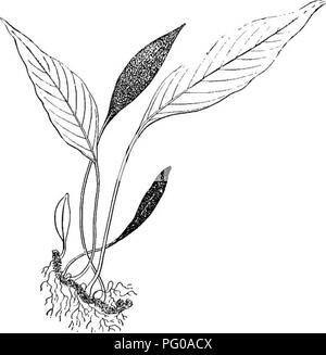 . Le livre de choix de fougères : pour le jardin, véranda, et cuisinière : décrire et donner des orientations culturelles explicites pour le meilleur et le plus frappant de fougères et selaginellas en culture. Illustrés par des plaques de couleur et de nombreuses gravures sur bois, préparés spécialement pour ce travail . Fougères ; Fougères. POLYPODIUM. 163 pointu souvent à leur extrémité, s'est resserré et parfois arrondies à la base. Ils sont d'une couleur vert foncé sur leur face supérieure, alors que leur sous-face est rendu très attrayant à travers le petit, brun clair ou de couleur terne des balances avec lequel il est couvert. Le fer Banque D'Images