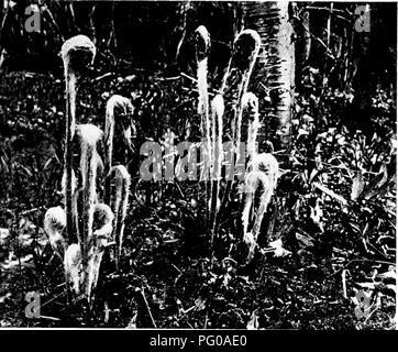 . Fougères et comment les cultiver . Fougères ; Jardinage. Osmunda cinnamomea. L'pertness de la jeunesse. Veuillez noter que ces images sont extraites de la page numérisée des images qui peuvent avoir été retouchées numériquement pour plus de lisibilité - coloration et l'aspect de ces illustrations ne peut pas parfaitement ressembler à l'œuvre originale.. Woolson, G. A. (Grace A. ), 1856-1911. Garden City, N. Y. : Doubleday, Page Banque D'Images