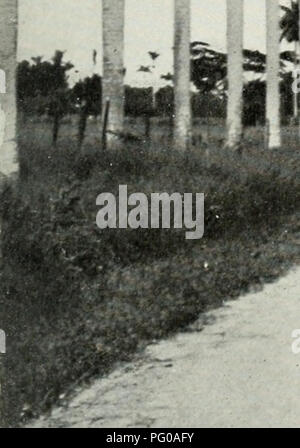 . L'examen de Cuba. CVBA REVI ^. Veuillez noter que ces images sont extraites de la page numérisée des images qui peuvent avoir été retouchées numériquement pour plus de lisibilité - coloration et l'aspect de ces illustrations ne peut pas parfaitement ressembler à l'œuvre originale.. Munson Steamship Line. New York : Munson Steamship Line Banque D'Images