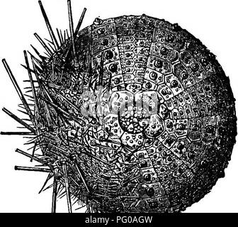 . Activités des animaux ; un premier livre au zoo ?logie. Zoologie ; le comportement animal. Fig. 23.-l'étoile de mer. Après l'Agassiz. La préparation et le soin des spécimens. Les échantillons préparés. En plus d'animaux vivants il est toujours nécessaire de disposer d'une offre abondante. j'y v^^^ Fig. 24.-un oursin. Une partie des épines ont été supprimées.. Veuillez noter que ces images sont extraites de la page numérisée des images qui peuvent avoir été retouchées numériquement pour plus de lisibilité - coloration et l'aspect de ces illustrations ne peut pas parfaitement ressembler à l'œuvre originale.. Français, Nathaniel Stowers, 1854-. New York [etc. et Banque D'Images