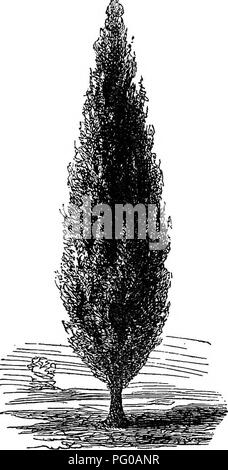 . Populaires de feuillus et de conifères et d'arbustes, à la plantation dans les parcs, jardins, cimetières, etc., etc.. Arbres arbustes conifères ; ;. DECIDUOU ? Les arbres. 39 la décoration de paysages, mais leur utilisation doit se faire avec modération, en raison d'une similitude de forme et appartenant à un grand nombre d'entre eux qui rend leur utilisation sans trop donner une et monotone. Fig. 16.-Lombabdy Foplab. caractère pénible. Ils sont tous de croissance très rapide, facilement transplantée, et certains d'entre eux sous forme d'arbres de grande taille. Afin de donner de la variété et l'esprit à l'emplacement où les arbres à tête ronde sont plus abondants, un ou deux Lo Banque D'Images