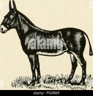 Cette image de *The Cuba Review* souligne l’importance de racines saines pour les arbres fruitiers, en se concentrant particulièrement sur le pamplemousse Glen Saint Mary, les oranges, les prunes et d’autres arbres tropicaux. Il souligne comment les systèmes racinaires forts contribuent à la vigueur et à la productivité de ces plantes dans les climats chauds. Banque D'Images