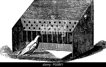 . Le pigeon pratique keeper. Les pigeons. Trémies POUD. 19 de ces trémies, il sera vu, sont en deux formes - un pour le centre de la pièce ou un loft, et l'autre pour être placé contre un mur. M. Battye a aussi inventé une trémie, illustré en Fig. 12, de sorte que chaque ouverture d'alimentation artificielle est fermée par une porte battante, et qu'il n'est ouvert que lorsque les pigeons sur l'étape d'un levier. Elles ont facilement apprendre à le faire et cette soj hopper a, par conséquent, l'un des avantages en lofts qui ne sont pas sparrow- la preuve, comme le poids des petits oiseaux n'est pas suffisant pour exposer le grain. Dans l'ensemble, pour les petits lofts ou d Banque D'Images