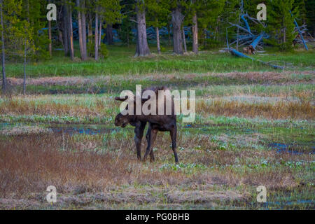 Les orignaux mâchonnant sur saules dans le Parc National de Yellowstone, Wyoming Banque D'Images