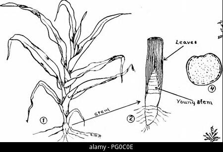 . Les cultures de maïs : une discussion sur le maïs, et le sorgho comme kafirs, cultivé aux États-Unis et au Canada. Maïs, sorgho, maïs kafir. 32 cultures de maïs dont la fonction est de donner force et rigidité. Une section de la tige montre, en plus de la moëlle,. Fig. 13. - Développement de la tige de maïs. 1. Planter environ 10 pouces de haut. 2. L'article 1, à la base, montrant que tous les nœuds, les feuilles et les glands sont plus ou moins avancés à ce stade ; la croissance est intcrnodal. 3. Tige de taille adulte avec des feuilles supprimées. 4. Section de tige. Un grand nombre de brins fibreux, connu techniquement aussi fibro-v Banque D'Images