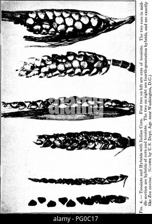 . Les cultures de maïs : une discussion sur le maïs, et le sorgho comme kafirs, cultivé aux États-Unis et au Canada. Maïs, sorgho, maïs kafir. Origine ET CLASSIFICATION 19. Veuillez noter que ces images sont extraites de la page numérisée des images qui peuvent avoir été retouchées numériquement pour plus de lisibilité - coloration et l'aspect de ces illustrations ne peut pas parfaitement ressembler à l'œuvre originale.. Montgomery, Edward Gerrard, 1878-. New York, The Macmillan Company Banque D'Images