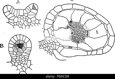 Ce travail traite du développement et de la structure des mousses et des fougères, en se concentrant particulièrement sur le type leptosporangiate homosexuel. Il examine le développement embryonnaire et la formation des racines primaires chez des espèces comme *Gleichenia*, offrant un aperçu de leurs caractéristiques reproductives et morphologiques. Banque D'Images
