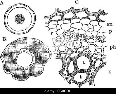 Description tirée d'une étude botanique portant sur la morphologie et le développement des mousses et des fougères. Cette section examine la structure cellulaire dans les organes reproducteurs, en particulier la formation d'archégonies, et les similitudes entre les espèces de fougères. Le texte fournit un examen approfondi de la division cellulaire et de la morphologie observée dans diverses fougères. Banque D'Images