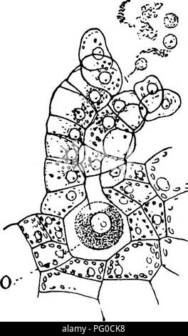 Ce travail examine les processus de développement des mousses et des fougères, en se concentrant sur les organes reproducteurs tels que l'archégonie. La structure de ces plantes est explorée, avec des descriptions détaillées de leurs stades de croissance et de leurs stratégies de reproduction. Banque D'Images
