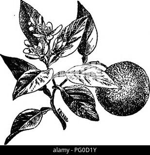 . Benson's guide to fig la culture en pleine terre au Nord : avec des instructions pour la culture de masse ouvert au nord de Japonais kakis et les grenades et catalogue des fruits tropicaux et de plantes rares : bananes, nénuphars, etc., et aussi des gaz et les plantes à massifs, rosiers, arbres fruitiers, etc. Martin Benson (Cabinet) ; Figure ; plantes tropicales ; pépinières (horticulture). FRUITS TROPICAUX ET de plantes rares. PITAYA CACTUS. Climbing Cactus ; pousse parfois 20 pieds de haut ; produit de grandes et très belles fleurs, qui depuis quatre ou cinq jours ; très gros fruits, d'une profonde et brillante couleur groseille, je Banque D'Images
