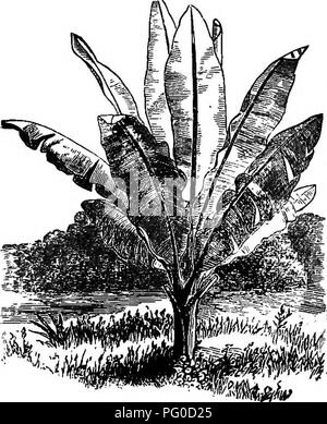 Le guide de Benson fournit des instructions pour cultiver des figues, des kaki japonais et des grenades dans les climats froids, ainsi qu'un catalogue de fruits tropicaux rares comme les bananes et les nénuphars. Il offre des conseils utiles pour cultiver ces plantes à la fois en pleine terre et en serre. Banque D'Images
