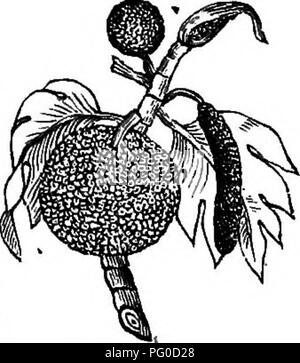 Le guide de Benson fournit des instructions détaillées pour cultiver des figues, des kakis japonais et des grenades dans les climats nordiques. Il offre également des conseils sur la culture de plantes tropicales comme les bananes et les nénuphars, ainsi que sur les plantes de serre et de literie, y compris les roses et les arbres fruitiers. Banque D'Images