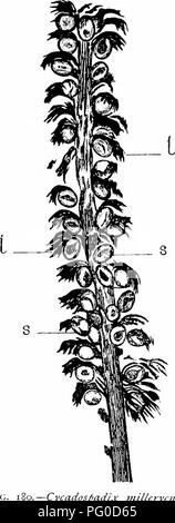 . Des études en botanique fossile . La paléobotanique. CYCADOXYLEAE 493 contiennent également les deux feuilles et les fructifications qui peuvent être d'un Cycadean personnage. Les feuilles sont visés à l'Pteropliyllum} Sphenozamites genres et l''ancienne re- appelant le feuillage de la récente Dioon, et ce dernier que de certaines espèces de Zamia. L'accord, dans sa forme et vena- tion, avec des feuilles, Cycadean est suffisamment proche de la rendre probable que les affinités de ces fossiles ont été avec l'. Hubhip La fructification visés à Cycadospadix milleryensis -, Ren.2-est un très remarquable, représenté dans Banque D'Images