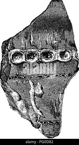 . Plantes fossiles : pour les étudiants de la botanique et de la géologie . La paléobotanique. '^] CALAMITINA. 873 au lieu des constrictions nodal ; la direction-verticilles d'être représenté par une série de fosses sur le constrictions nodal à intervalles périodiques correspondant à la direction générale des verticilles de-cicatrices sur la surface de la tige. Feuilles étroites et linéaires en forme, comme celles sur l'Asterophyllitean branches, sont parfois associés à ce type de tige.. Fig. 101. Calamites (Calamitina) sp. À partir d'un spécimen au British Museum. (Après l'Carrnthers.) légèrement réduit. Le fragment d'un Calamitina découlent de la fig. 101 est le th Banque D'Images