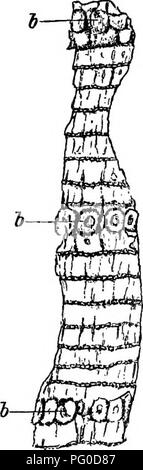 . Plantes fossiles : pour les étudiants de la botanique et de la géologie . La paléobotanique. 368 CALAMITES. [CH. Direction générale verticille est situé immédiatement au-dessus d'un noeud, et dans certaines formes cette ligne nodale poursuit un peu irrégulier de l'autre côté de la tige, à la suite de l'expose de la direction générale de plusieurs cicatrices à la surface de l'entre-nœuds est soit parfaitement lisse ou il est plus souvent traversé par de courtes crêtes longitu- dinal de rainures ou de fissures dans la représentant probablement l'écorce de la tige de vie ; ce sont indiqué par des lignes dans la fig. 99 et par elliptique allongée en crêtes fig. 101. Sur les jeunes tiges, les feuilles sont occ Banque D'Images