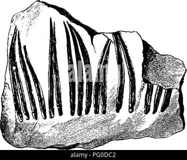 . Plantes fossiles : pour les étudiants de la botanique et de la géologie . La paléobotanique. 330 CALAMITES. [CH. tiges avec verticilles de feuilles longues et étroites peuvent être trouvés en bouton et Lindley', et dans les écrits de nombreux autres auteurs^ dans le modèle de la fig. 85 Les feuilles sont conservées en dehors de la tige, mais de leur étroite association avec une calamite exprimés, et de les preuves offertes par d'autres spécimens, il est tout à fait certain qu'ils faisaient partie d'un verticille de feuilles attachées au nœud d'une vraie Calamite, et une tige. Fib. 85. Feuilles linéaires d'un  Calamite (Calamitina). Après Weiss, t'avoir légèrement réduit. Banque D'Images