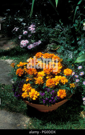 POT DE JARDIN EXTÉRIEUR EN PLASTIQUE ORANGE TAGETES PETULA (ŒILLETS) ET VIOLET LOBELIA ERINUS DANS UN JARDIN. Banque D'Images