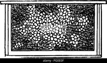 . Du miel pour l'argent. Les abeilles ; le miel. Fumeur. 19 qui est fermé, et le châssis est forcé vers le bas sur les points des ongles, de façon à ouvrir légèrement la rainure dans la barre du haut. En donnant l'image d'une très légère torsion la rainure est suffisamment ouvert pour admettre le bord de la feuille de fondation, qui est fermement tenue lorsque la trame est soulevé. Images de fondation devrait être gardé dans une ruche de rechange lorsqu'il n'est pas requis pour l'utilisation, comme la fondation est très facilement blessé. Fig. 4.-cadre, avec Shefet d Comb Foundation. Depuis environ un an, un brevet a été souscrite pour une très en- plan génial pour fixation comb fonda Banque D'Images