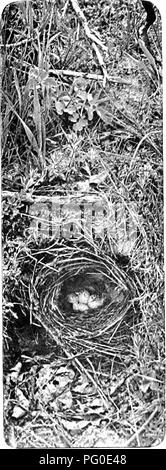 . Nature's carol singers. Les oiseaux. NATURE'S CAROL SINGERS.. terre mongst de gazon et les mauvaises herbes- entwin eux tout les minces brindilles de petits arbustes dans les bois, de plan- t a t i o n s, ou- blettes, hedge-banques, et par de petits alder- fringedstreams. J'ai, cependant, parfois vu dans un trou dans un mur en pierre sèche à une hauteur considérable par rapport au sol et une fois trouvé un nid parmi certains iv}'" croître- ment contre un mur stable dans les Highlands à un faible- eleva WREN'S NEST ET LES OEUFS.. Veuillez noter que ces images sont extraites de la page numérisée des images qui peuvent avoir été di Banque D'Images