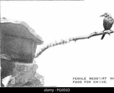 Ce travail traite de l'oiseau rouge, retrouvé en Angleterre et au pays de Galles. Le texte décrit ses habitudes de nidification et sa préférence pour les environnements ruraux avec de vieux arbres et des murs en pierre moussue. Banque D'Images