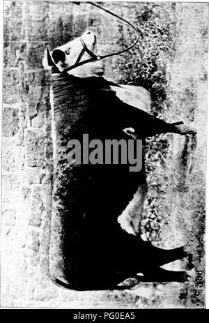 Ce texte traite de l'histoire de la race bovine Hereford, reconnue comme l'une des plus anciennes des races bovines améliorées. Il met en évidence le développement de la race, ses caractéristiques et son importance dans l'agriculture en tant qu'animal robuste et productif pour la production de viande bovine. Banque D'Images