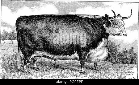 Le texte traite de l'histoire et des caractéristiques de la race bovine Hereford, considérée comme l'une des races les plus anciennes et les plus améliorées d'Angleterre. Connu pour sa prise de poids rapide et sa viande de haute qualité, le bétail Hereford est une race importante dans l'industrie agricole. Banque D'Images