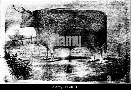 Ce récit historique retrace les origines du bétail Hereford, connu pour être l'une des plus anciennes races améliorées au monde. Il traite du développement de la race, de son rôle dans l'agriculture et de son importance pour l'industrie de l'élevage. Le texte inclut les avancées agricoles et le rôle des sociétés agricoles dans la propagation de la race. Banque D'Images