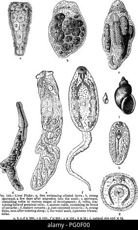 . Zoologie agricole. Zoologie. d e f Fig. 142.-La douve du foie : une piscine, une larve cilié ; &AMP ; jeunes, ^orocyst, quelques jours après la migration dans l'escargot ; c, contenant des sporocystes, redisa à divers stades de développement ; d, rédie, contenant des boules de cellules germinales ; e, mature, contenant ses rédie couvée des cercaires ; /, les cercaires matures ; g, .iust-cercaire enkystés ; h, jeunes fluke, peu après la saisie des moutons ; je l'eau, fontaines, LymncBus trunca- tulus. Un, l&gt ;, c, d X 200 X 150 ; e ; / X 300 ; g X 150 ; 7j x 25 ; i, grandeur nature et. Veuillez noter que ces images sont extraites d'un balayage p Banque D'Images