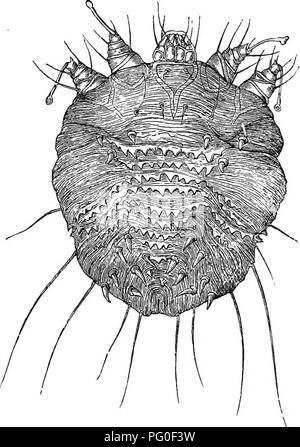 . Zoologie agricole. Zoologie. Zoologie 198. Les démangeaisons, ou mange (la gale), est causée par l'irrita- tion qui l'exercent continuellement les acariens sur la peau. Le plus chaud l'environnement de l'hôte, le plus activement les acariens, et la plus douloureuse de la peau. Fig. 126-l'acarien de la gale du cochon ( scaMei,Sarcoptes, var. suis), vu de la surface dorsale, x 200. maladie. Le scarcoptes (acariens, par exemple, sont les plus in- supportables dans l'homme lorsqu'au lit, et les moutons sont les plus tourmentés de croûtes lorsque dans une fois.) Les acariens. Veuillez noter que ces images sont extraites de la page numérisée des images qui peuvent avoir été numériquement Banque D'Images