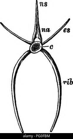 . Salmonidés britannique et irlandais. Le saumon. La colonne vertébrale. 15 l'abdomen ou du tronc supérieur ont deux vertèbres dorsales ou les processus, qui passant vers le haut s'unir et former un arc (no), appelé l'arc neural qui protège la moelle épinière. Au sommet de cet arc les os. Inscrivez-vous et former une apophyse élon- gation, l'épine neurale (ns). Deux epiplenral épines (e*) Note de l'extérieur du corps de chaque vertebrse, tandis que d'un côté une côte est dirigé vers le bas. Fig. 8. Vertèbre abdominale de saumon, c. centrum ou corps : na. arc neural : m. épine neurale ; es. epipleural colonne vertébrale. La nageoire caudale verte Banque D'Images