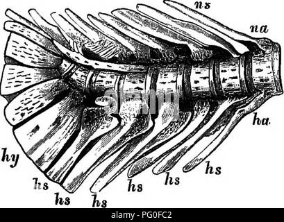 . Salmonidés britannique et irlandais. Le saumon. Inscrivez-vous et former une apophyse élon- gation, l'épine neurale (ns). Deux epiplenral épines (e*) Note de l'extérieur du corps de chaque vertebrse, tandis que d'un côté une côte est dirigé vers le bas. Fig. 8. Vertèbre abdominale de saumon, c. centrum ou corps : na. arc neural : m. épine neurale ; es. epipleural colonne vertébrale. Le vertebrse caudale (fig. 7) sont meublées avec supérieurement arcs neuraux, ("o) et les épines (ns), mais bien développé des processus transverses sont absents, alors que le long du corps de chacun est une seconde ou l'hsemal arch (ha) qui sert à pro Banque D'Images