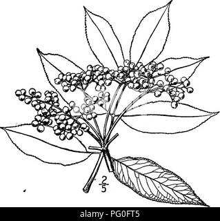 . Les arbres de l'Amérique du Nord : être des descriptions et des illustrations de l'arbres croissant indépendamment de la culture en Amérique du Nord, au nord du Mexique et les Antilles . Les arbres. 852 Les anciens avec saccharine question ils sont fermentés en "vin de fleurs d'un aîné." Les Fleurs séchées sont utilisées en décoction comme diaphorétique. Le fruit est lui aussi fait en vin, et lorsqu'il est mélangé avec des fruits, comme les pommes acidulées, est fabriqué dans des tartes et jeUies. Les tiges ligneuses avec les grands vif ont été utilisés comme tubes, spécialement pour l'érable à sucre sur les arbres. L'écorce et la racine sont dit d'être toxiques Banque D'Images