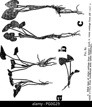 . Les maladies des cultures de serre et leur contrôle . Les légumes ; maladies des plantes ; les maladies des plantes. . Veuillez noter que ces images sont extraites de la page numérisée des images qui peuvent avoir été retouchées numériquement pour plus de lisibilité - coloration et l'aspect de ces illustrations ne peut pas parfaitement ressembler à l'œuvre originale.. Taubenhaus Jacob, Joseph, 1884-1937. New York : E. P. Dutton Banque D'Images