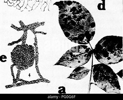 . Les maladies des cultures de serre et leur contrôle . Les légumes ; maladies des plantes ; les maladies des plantes. ^' rH-. Veuillez noter que ces images sont extraites de la page numérisée des images qui peuvent avoir été retouchées numériquement pour plus de lisibilité - coloration et l'aspect de ces illustrations ne peut pas parfaitement ressembler à l'œuvre originale.. Taubenhaus Jacob, Joseph, 1884-1937. New York : E. P. Dutton Banque D'Images