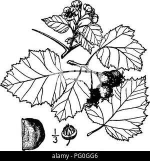 Cette image illustre une espèce d'épine originaire d'Amérique du Nord. L'arbre présente plusieurs paires de lobes larges ou pointus sur ses feuilles, qui sont verts et légèrement poilus en dessous. Les fleurs sont petites, d'environ 20 mm de large, et poussent en grappes lisses. Le fruit mûrit tard et est de forme sous-globose. L’image fournit des vues détaillées des feuilles, des fleurs et des fruits de l’arbre. Banque D'Images