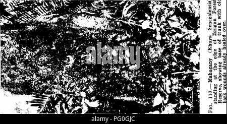 . Les forêts de l'Afrique de l'Ouest et des forêts . Les forêts et la foresterie. . Veuillez noter que ces images sont extraites de la page numérisée des images qui peuvent avoir été retouchées numériquement pour plus de lisibilité - coloration et l'aspect de ces illustrations ne peut pas parfaitement ressembler à l'œuvre originale.. Unwin, Arthur Harold. Londres : T. F. Unwin, ltd. Banque D'Images