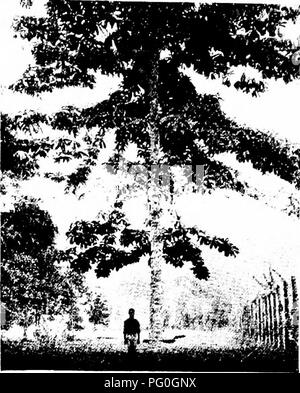 . Les forêts de l'Afrique de l'Ouest et des forêts . Les forêts et la foresterie. . Veuillez noter que ces images sont extraites de la page numérisée des images qui peuvent avoir été retouchées numériquement pour plus de lisibilité - coloration et l'aspect de ces illustrations ne peut pas parfaitement ressembler à l'œuvre originale.. Unwin, Arthur Harold. Londres : T. F. Unwin, ltd. Banque D'Images