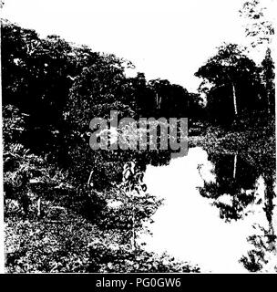 . Les forêts de l'Afrique de l'Ouest et des forêts . Les forêts et la foresterie. . Veuillez noter que ces images sont extraites de la page numérisée des images qui peuvent avoir été retouchées numériquement pour plus de lisibilité - coloration et l'aspect de ces illustrations ne peut pas parfaitement ressembler à l'œuvre originale.. Unwin, Arthur Harold. Londres : T. F. Unwin, ltd. Banque D'Images