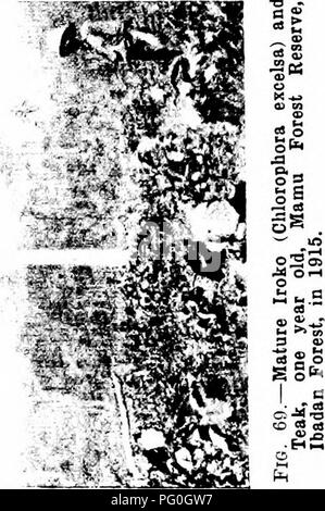 . Les forêts de l'Afrique de l'Ouest et des forêts . Les forêts et la foresterie. . Veuillez noter que ces images sont extraites de la page numérisée des images qui peuvent avoir été retouchées numériquement pour plus de lisibilité - coloration et l'aspect de ces illustrations ne peut pas parfaitement ressembler à l'œuvre originale.. Unwin, Arthur Harold. Londres : T. F. Unwin, ltd. Banque D'Images