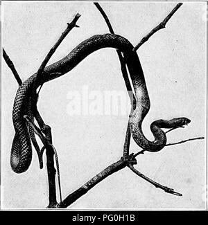 . L'American natural history ; une base de connaissances utiles de les animaux supérieurs de l'Amérique du Nord. L'histoire naturelle. Le serpent noir 89 que lui-même. Son aliment préféré est constitué de petits rongeurs, jeunes oiseaux, œufs et les grenouilles, mais il ne mange pas de poisson. C'est un grand destructeur de souris et de taupes, et mérite bien de l'agriculteur sur ce compte. Les jeunes diffèrent par leur couleur à partir de spécimens adultes, étant gris ardoise, avec selles marron sur le dos. Dans le. COACH-OUEST, SNAKE WHIP OU RED RACER. troisième année, ces couleurs se fanent, et le serpent assume sa couleur adultes. Généralement parlant, le noir Banque D'Images