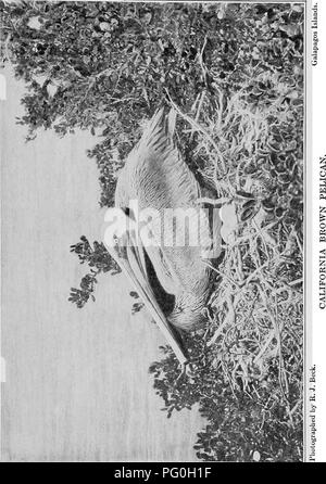 . L'American natural history ; une base de connaissances utiles de les animaux supérieurs de l'Amérique du Nord. L'histoire naturelle. . Veuillez noter que ces images sont extraites de la page numérisée des images qui peuvent avoir été retouchées numériquement pour plus de lisibilité - coloration et l'aspect de ces illustrations ne peut pas parfaitement ressembler à l'œuvre originale.. Hornaday, William Temple, 1854-1937. New York, C. Scribner's Sons Banque D'Images