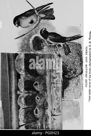 . L'American natural history ; une base de connaissances utiles de les animaux supérieurs de l'Amérique du Nord. L'histoire naturelle. . Veuillez noter que ces images sont extraites de la page numérisée des images qui peuvent avoir été retouchées numériquement pour plus de lisibilité - coloration et l'aspect de ces illustrations ne peut pas parfaitement ressembler à l'œuvre originale.. Hornaday, William Temple, 1854-1937. New York, C. Scribner's Sons Banque D'Images