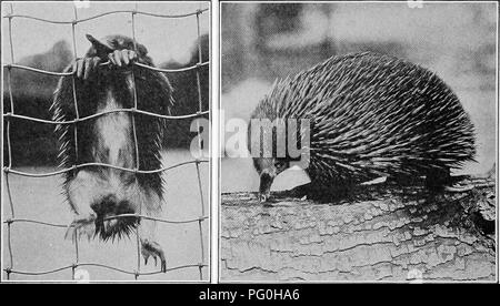 . L'American natural history ; une base de connaissances utiles de les animaux supérieurs de l'Amérique du Nord. L'histoire naturelle. 198 La ponte des jeunes mammifères, et dépose deux œufs, qui sont enfermés dans une coque flexible des trois-quarts de pouce en- longueur de deux-tiers de pouce de plus grand diamètre. Quand le jeune premier éclos sont aveugles et sans poils, et le bec est très court.. Un ÉCHIDNÉ DANS LE NEW YORK ZOOLOGICAL PARK. La nourriture de cette créature est composé d'insectes aquatiques, crus- taceans et vers. L'autre famille de ponte des mammifères appartenant à cette ordonnance contient les échidnés d'un Banque D'Images