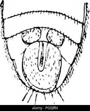 Ce travail porte sur la parasitologie médicale, en particulier sur le rôle des mouches suceuses de sang, comme la mouche tsé-tsé, dans la transmission des maladies. Il fournit des descriptions détaillées de leur anatomie, y compris les parties buccales et les antennes, cruciales pour comprendre leur rôle en tant que vecteurs de maladies. Banque D'Images