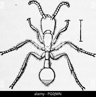 . Zoologie : pour les étudiants et les lecteurs en général . Zoologie. Les guêpes de boue. 383 les leurs habitudes ; l'soldiei ont de grandes têtes triangulaires, tandis que les travailleurs ont beaucoup plus petites têtes arrondies. Fig. 367 représente une espèce d'Eciton.. Veuillez noter que ces images sont extraites de la page numérisée des images qui peuvent avoir été retouchées numériquement pour plus de lisibilité - coloration et l'aspect de ces illustrations ne peut pas parfaitement ressembler à l'œuvre originale.. Packard, A. S. (Alpheus Spring), 1839-1905. New York : Henry Holt Banque D'Images