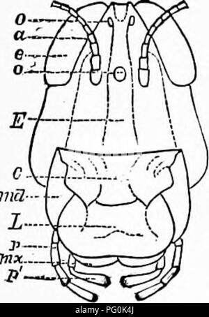 . Zoologie : pour les étudiants et les lecteurs en général . Zoologie. 332 ZOOLOOT. En ce qui concerne maintenant le côté du corps sous l'insertion de l'aile (cochon. 279), nous voyons le côté qu'au milieu de chacun des segments thoraciques postérieurs et est composé de deux pièces, episterimm^, antérieure, en appui sur le sternum, le epimermn witli derrière elle ; ces pièces sont verticalement hautes et étroites, et pour eux la jambe est inséré par trois pièces, appelés respectivement toxa, trochantine {trochanter, et sui cochon. 279), ce dernier formant une véritable articulation de la jambe. Les jambes se composent de cinq articulations bien marquée, le fémur (cuisse), ti Banque D'Images