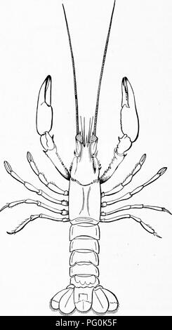 . Zoologie : pour les étudiants et les lecteurs en général . Zoologie. 316 r ZOOLOG. Il comprend l'ordre des Merostomata représentée à ce jour par le roi-crabe, et l'ordre Trilobita, qui est entièrement disparu. L'organisation du roi-crabe est ainsi. Fig. eize. i.-peUuddas Cambarus, les aveugles-craw flBh Mammouth de Caye. Entièrement naturel contrairement à celle d'autres crustacés, lorsque nous considérons l'absence d'antennes, le fait que le système nerveux est. Veuillez noter que ces images sont extraites de la page numérisée des images qui peuvent avoir été retouchées numériquement pour plus de lisibilité - coloration et l'aspect de ces Banque D'Images