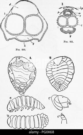 . Zoologie : pour les étudiants et les lecteurs en général . Zoologie. 180P0DA. 309. Cochon. 262. Fig. 260.-l'article de l'embryon comp.bng. d, de l'intestin ; J'epitlielium- forme, les murs des deux lobes du foie ; g, section transversale de l'alimentation ; h, les murs de l'organisme. Bobretzky-après. Remplir. 861-Section de plus udvanced embryon comp-bug. h, cœur, hp, hypnder- couche mal ou corps-'ans ; m, la complainte de l'intestin : c, l'épithélium de l'intestin ; p, divisant cell-wall entre le hejirt et de l'intestin ; I, deux lubrifiants du foie ; g, le ganglion, libérer de l'espace à combler avec la fin Banque D'Images