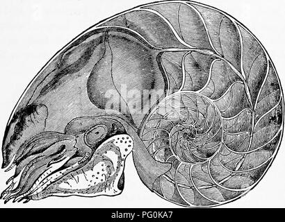 . Zoologie : pour les étudiants et les lecteurs en général . Zoologie. Bélemnites. Un iutemal 281 coquille spiralée. Les coquilles de S2)irula Peronii La- marck sont rarement jetés à terre sur Nantucket ; il vit u]3sur. Fig. 222.-Pearly Nautilus, iV. pmnpiliufi. Vu dans la section Bhowing siphuacle et les chambres. La moitié de la taille naturelle.-de Tenney a zo- ologie. la haute mer. Les bélemnites disparue était muni d'une cavité (phragmocone) avec un shell, le " Thunder-. Veuillez noter que ces images sont extraites de la page numérisée des images qui peuvent avoir été retouchées numériquement pour plus de lisibilité - coloration et Banque D'Images